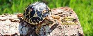 baby indian star tortoise