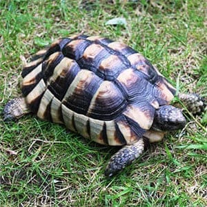 marginated tortoise