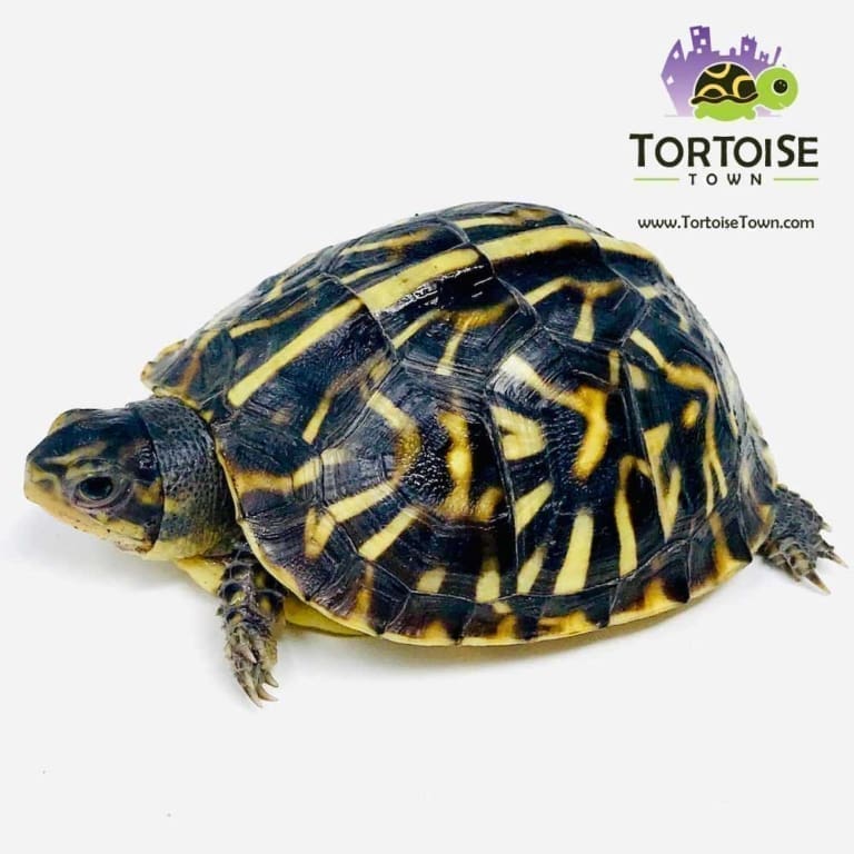 Ornate Box Turtle for sale baby box turtles for sale hatchlings online