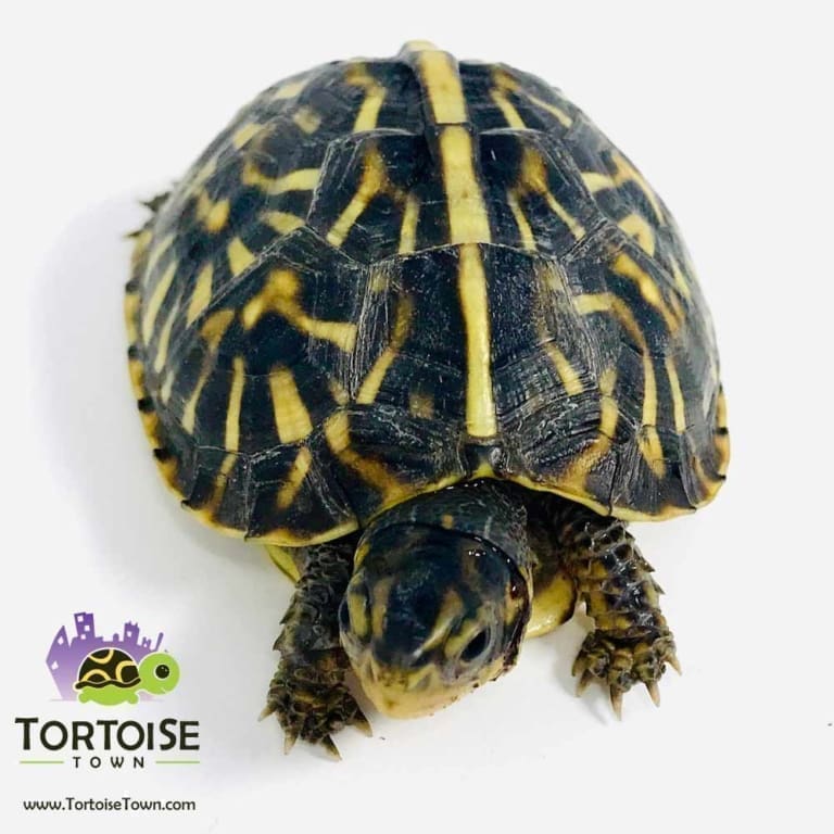 Ornate Box Turtle for sale baby box turtles for sale hatchlings online