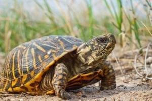 ornate box turtle