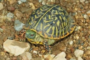 ornate box turtle breeder