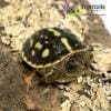 ornate box turtle for sale