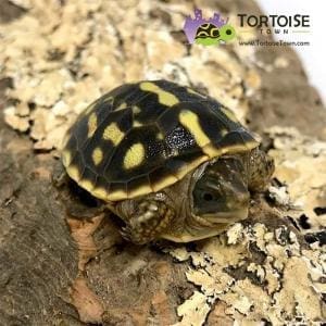 ornate box turtle for sale