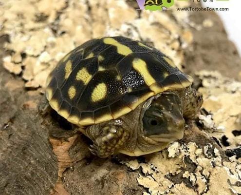 ornate box turtle for sale