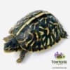 ornate box turtle for sale