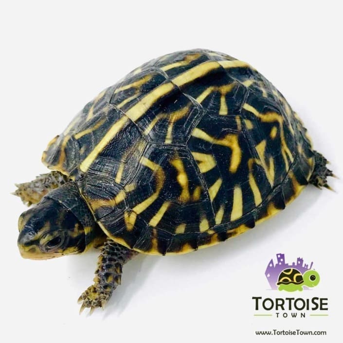 Ornate Box Turtle for sale baby box turtles for sale hatchlings online