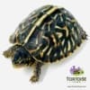 ornate box turtle for sale