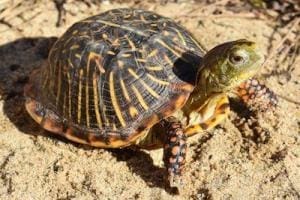 ornate box turtle for sale