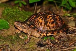 ornate box turtles