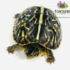 ornate box turtles for sale