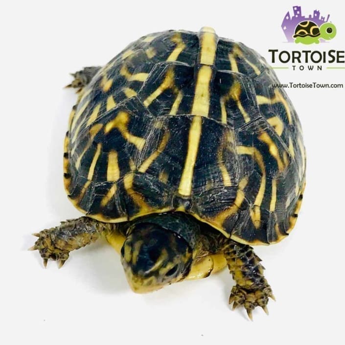 Ornate Box Turtle for sale baby box turtles for sale hatchlings online