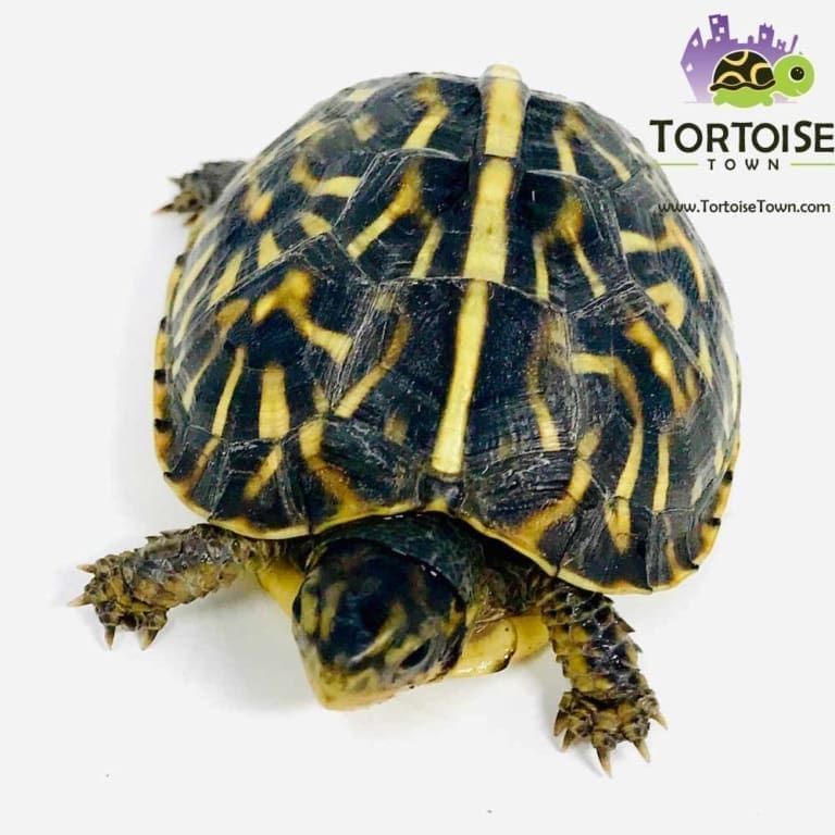 Ornate Box Turtle for sale baby box turtles for sale hatchlings online