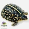 ornate box turtles for sale