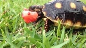 red foot tortoise