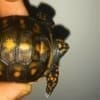 red foot tortoise for sale