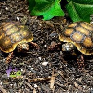 red foot tortoise for sale