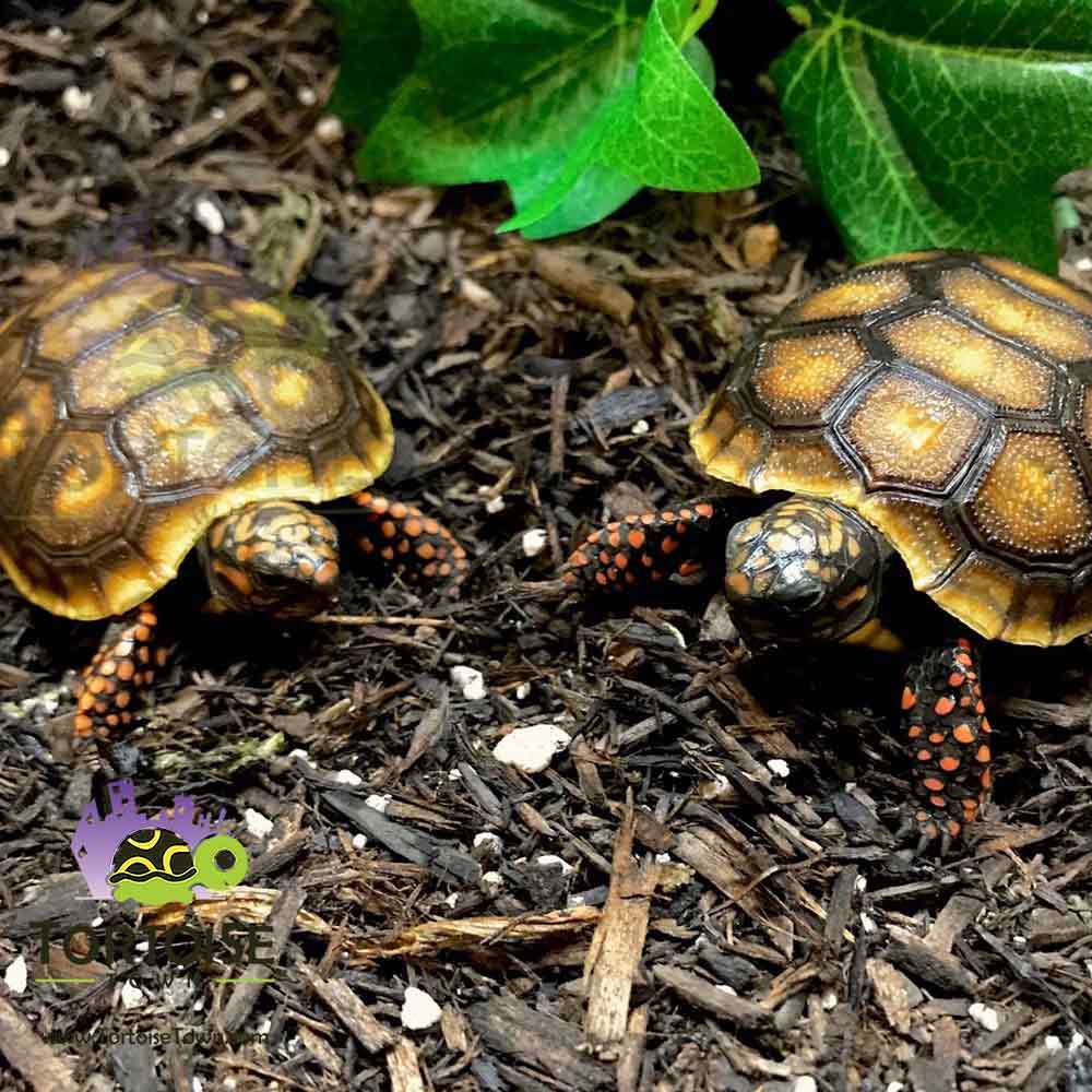 Red Foot Tortoise For Sale Online Baby Red Foot Tortoises For