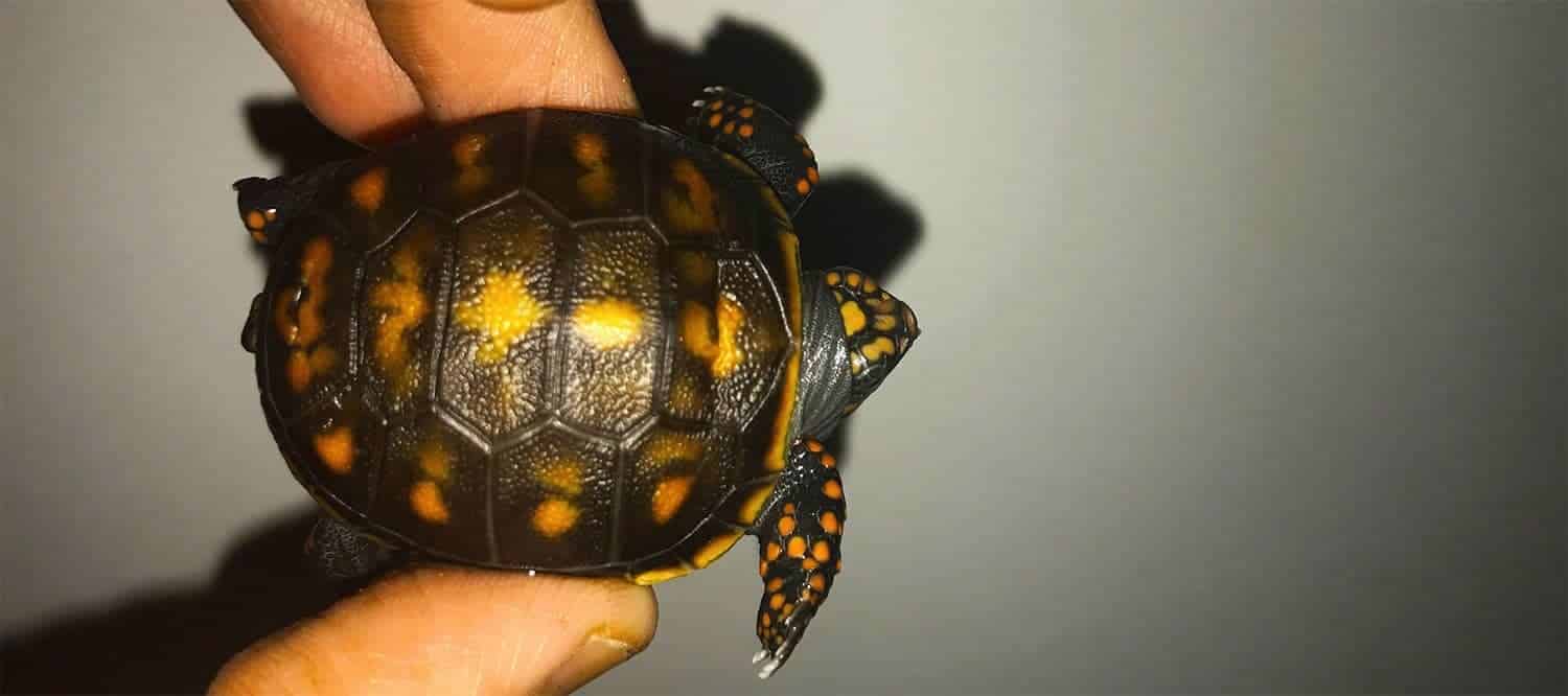 Red Foot Tortoise For Sale Online Baby Red Foot Tortoises For