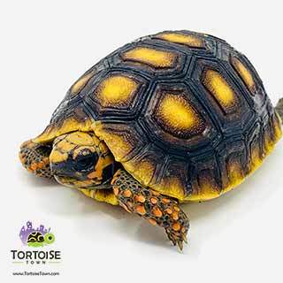 red footed tortoise