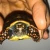 red footed tortoise for sale