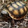 red footed tortoise for sale