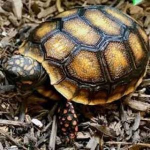 red foot tortoise for sale