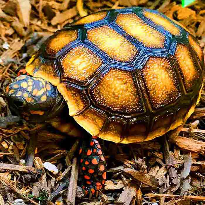 red foot tortoise for sale online | baby red foot tortoises for sale