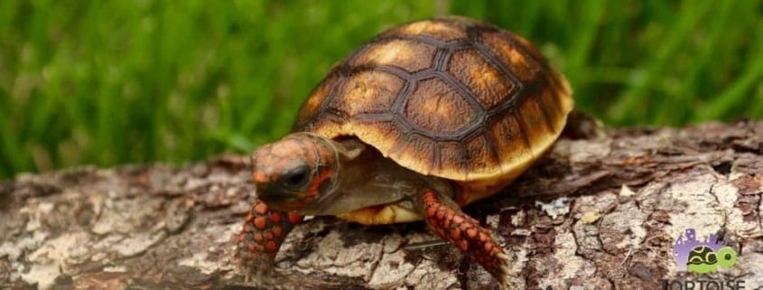 red footed tortoise for sale