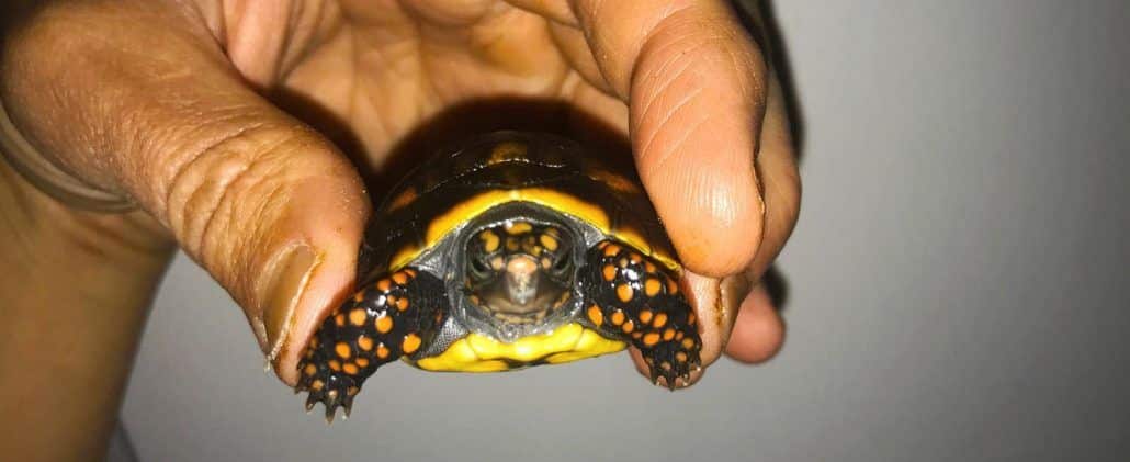 Medium Size Tortoise For Sale Leopard Burmese Red Foot Sulcata