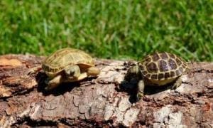 russian tortoise breeder