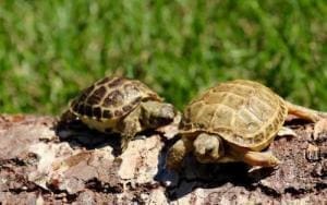 russian tortoise breeders