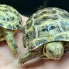 russian tortoise care