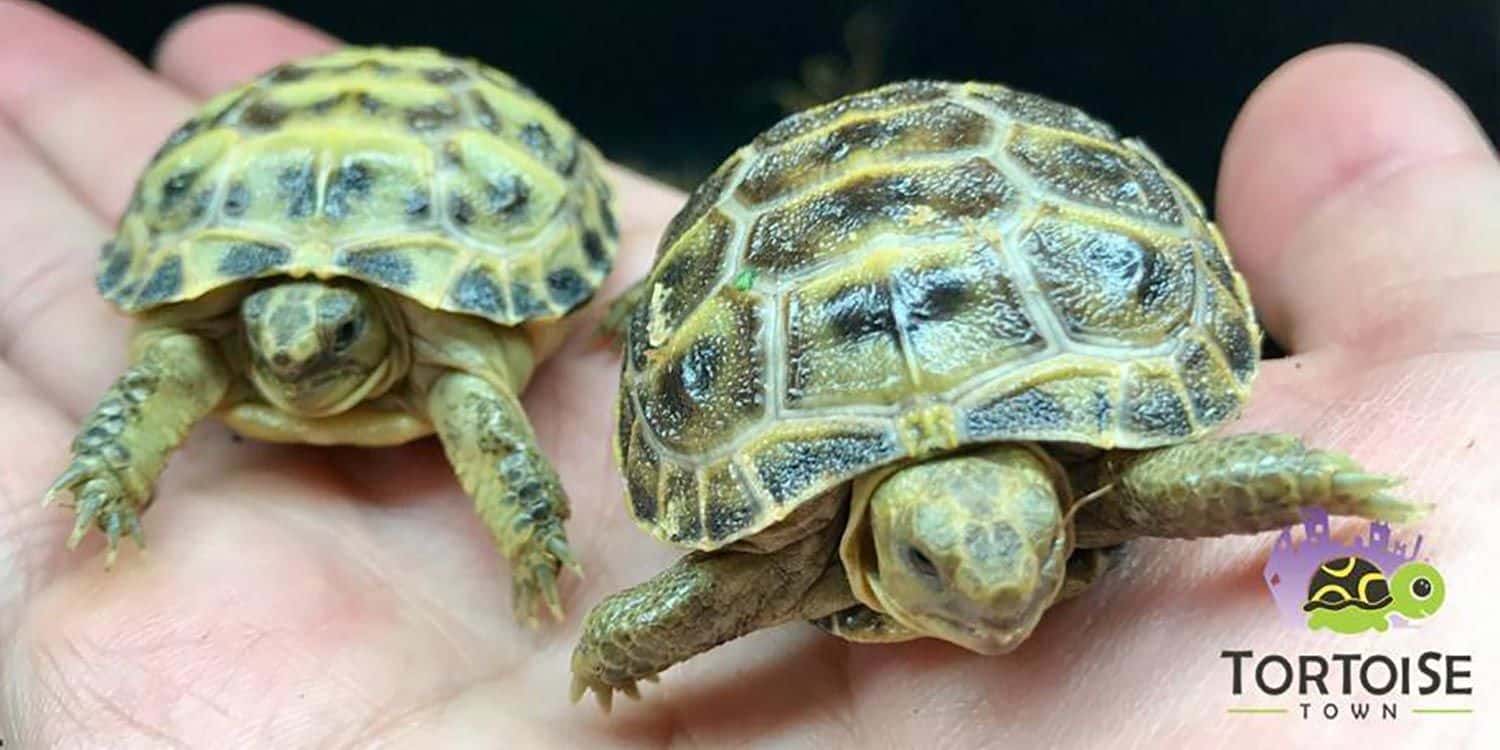 russian tortoise size