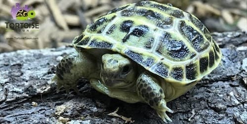 russian tortoise for sale russian tortoise for sale