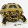 Russian tortoise for sale