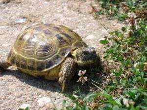 russian tortoise for sale near me