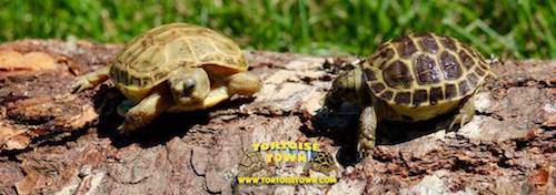 russian tortoises for sale russian tortoises for sale