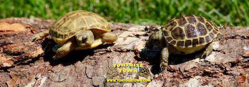 russian tortoises for sale