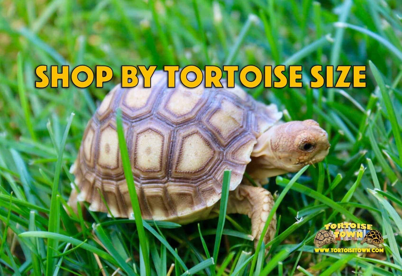 shopbysize Tortoise for sale baby tortoises for sale online buy