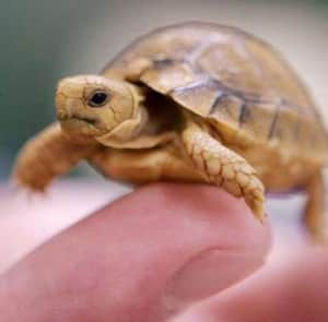 small tortoise for sale