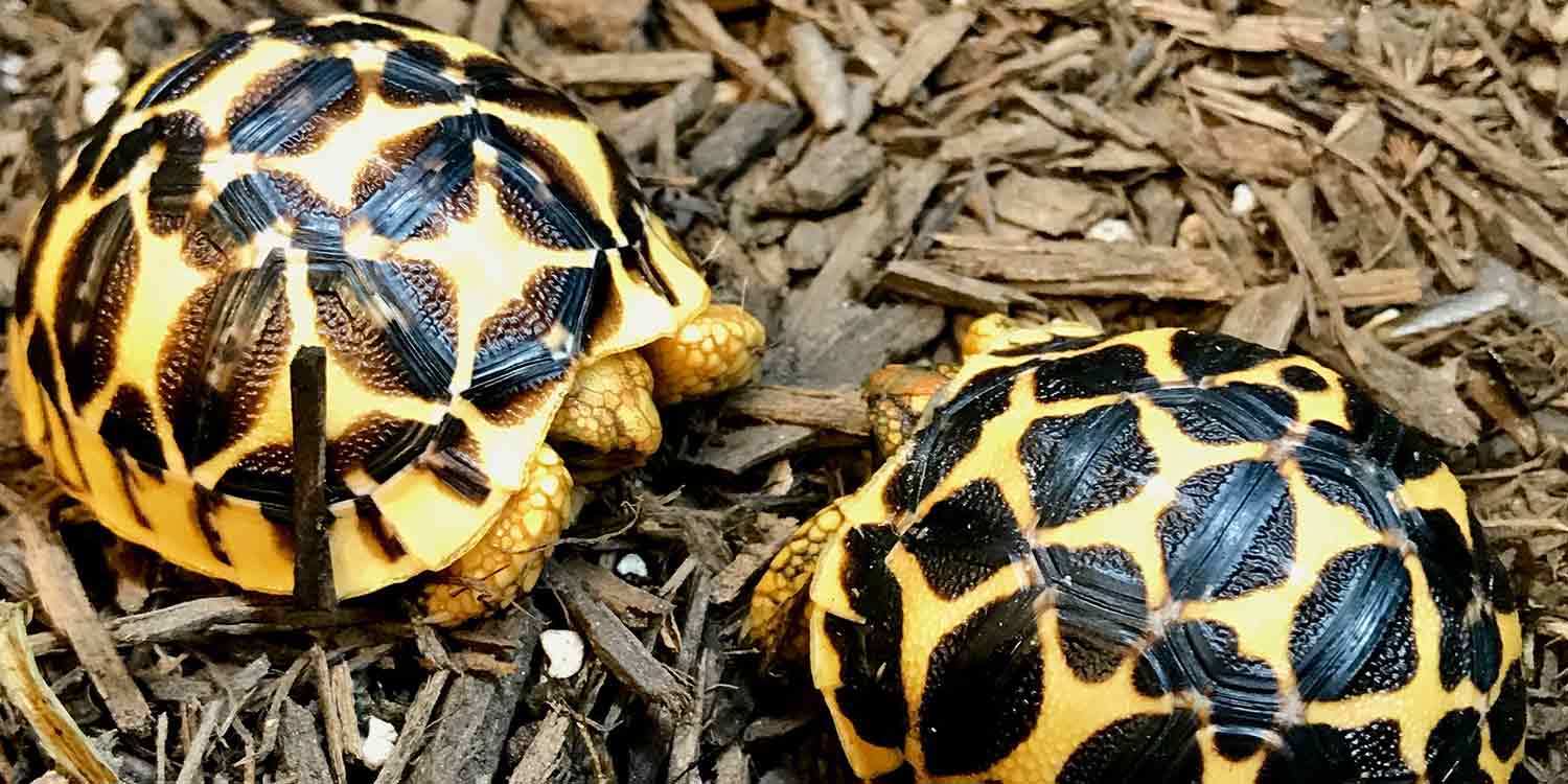 Smallest Turtles and Tortoises in the World 