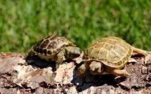 small pet tortoise