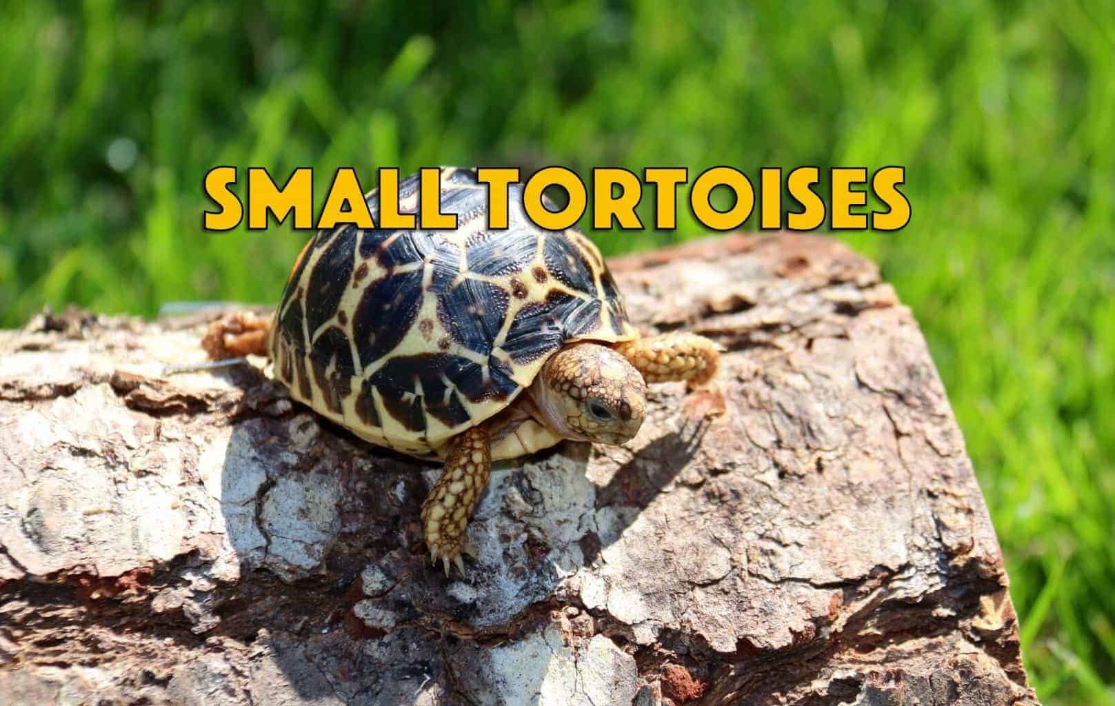 Find the right sized tortoise for sale. small tortoise for sale medium