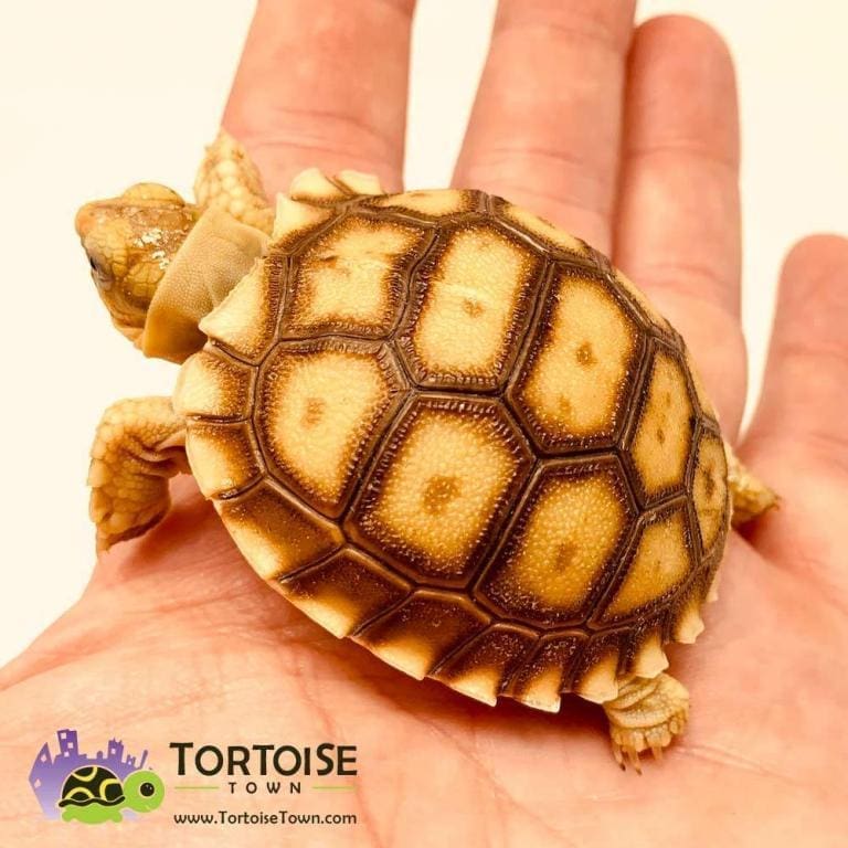 Sulcata tortoise for sale online African Sulcata tortoises near me