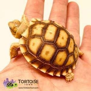 Spurred tortoise for sale