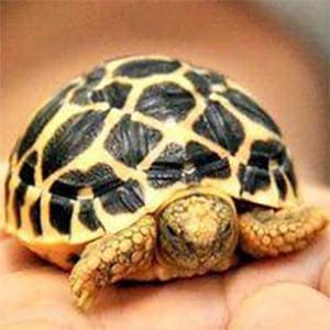 sri lankan star tortoise