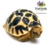 Sri Lankan tortoise for sale