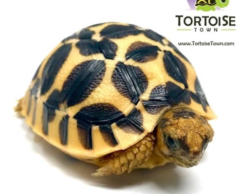 Sri Lankan tortoise for sale