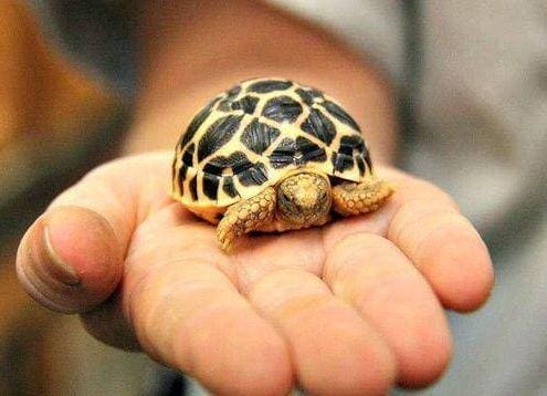 Sri Lankan Star Tortoise For Sale